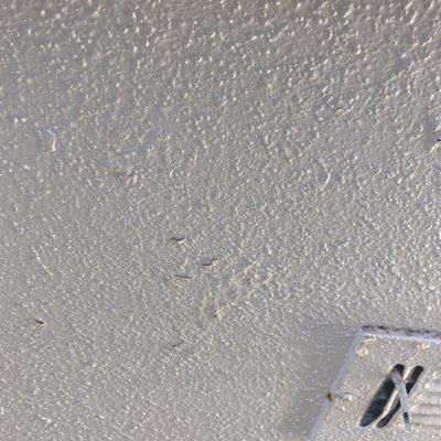 Holes in the ceiling from water