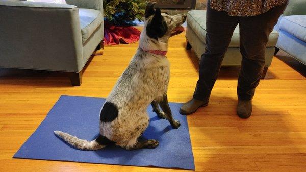 High drive cattle dog learning impulse control is an exercise is calm and patience for the owner.