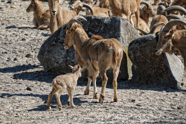 Baby Alpine Ibex & Mommy