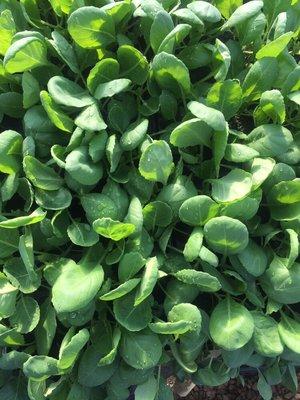 Cabbage in the greenhouse