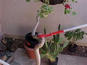 Rattlesnake removal