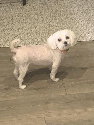 Larger Dog with no tail feathers! I mean c'mon. Obviously the groomer doesn't know how to cut Maltese.