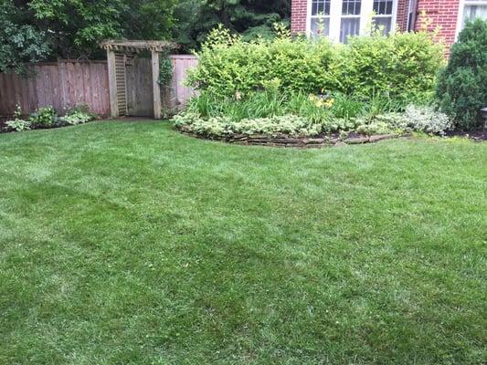 AFTER picture: Customer's lawn after Logic's Natural Weed Control Program