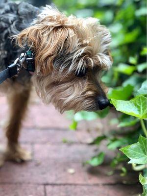 Wanderpups Dog Walking