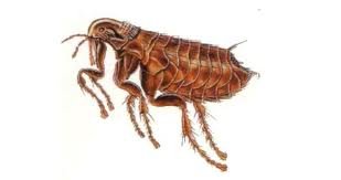 Fleas are annoying and are often dropped off by raccoons and feral cats.  We are the exterminator for you.