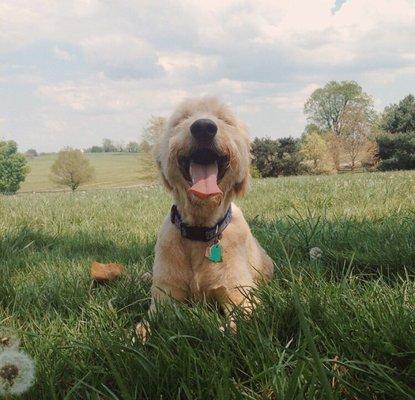 A tired dog is a happy dog