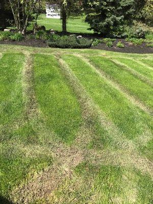 How my lawn was left after it was mowed when it was too wet out.  Was told to just wait a few weeks to see if it gets better.