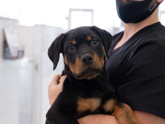 Rottweiler