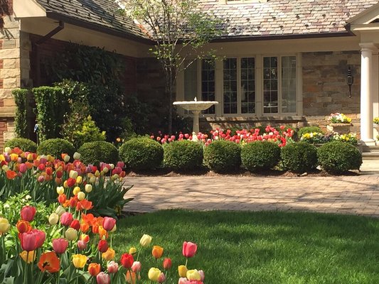 2015 for 2016 tulips installation in the Fall to have this beautiful results in spring