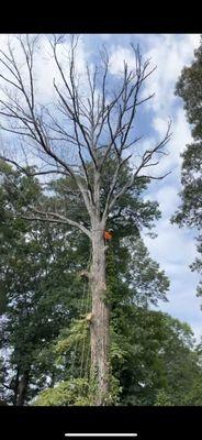 Removing scary a dead white oak.