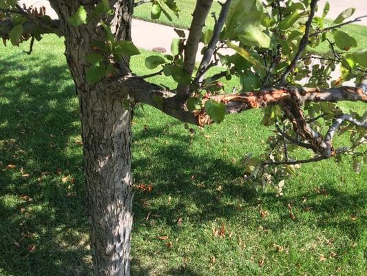 Snapped branch from mower.