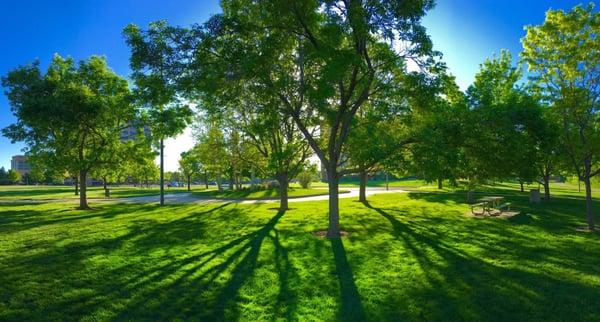 Morning in Creekside Park