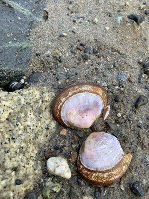 Pretty purple and bronze colored clam shell.