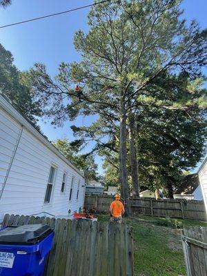 Trimming a long pine lead over a house.