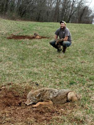 Removing coyotes from a farm where the farmer had lost calves from coyote attacks on his herd.