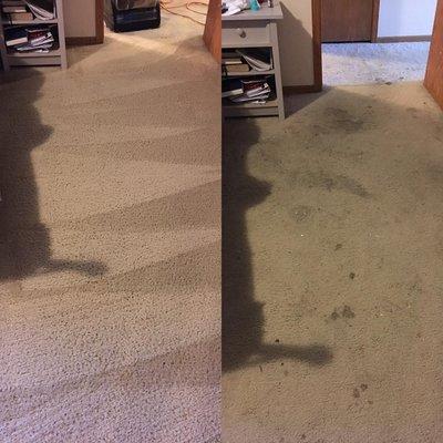 Is your carpet PureCare Cleaned?