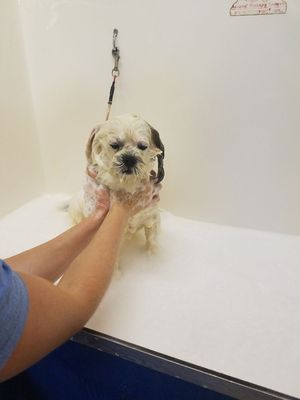 Puppy 1st bath he was falling asleep