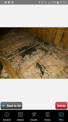 Bat guano (poop, feces) damage in an attic.