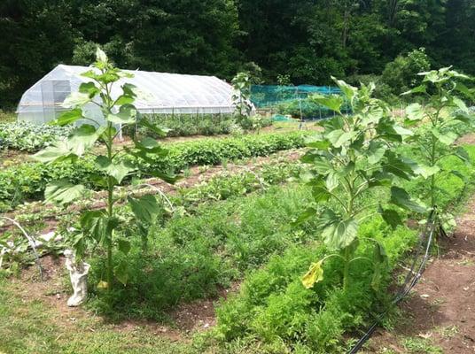 Common Ground Urban Farm