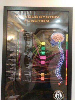 Nervous system chart for dummies!