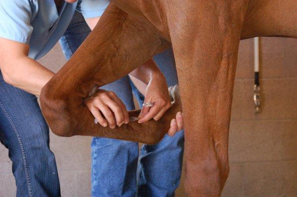 The lower limb is anesthetized for an in-depth lameness exam