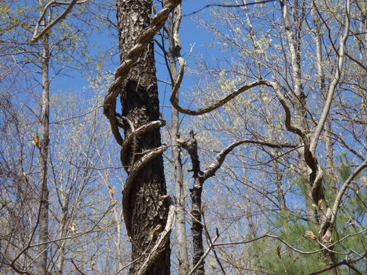 Simsbury Land Trust Case Trail