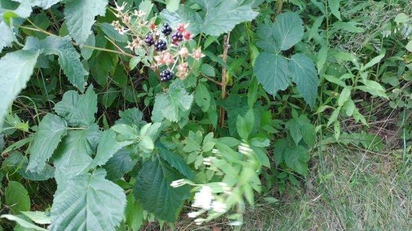 Blackberry bushes!