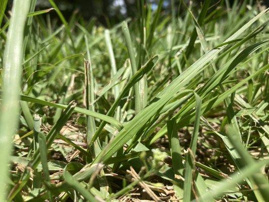 We cut your grass