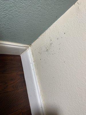 Black mold.