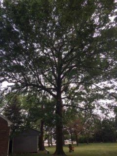 Large Pin Oak we pruned.