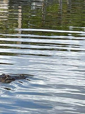 Captain Quinn's Coastal Lagoon Tours