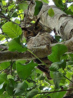 Mama great horned owl