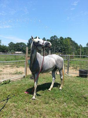 Cooling off on a hot day!