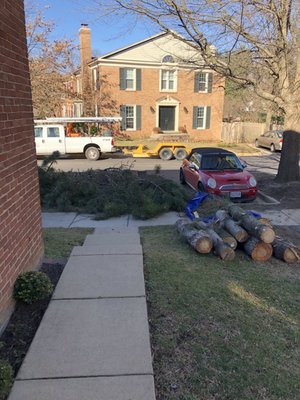 Tree stumps piled in our yard despite the parking lot being used