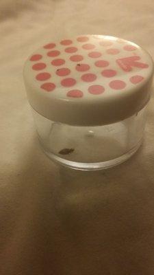 bed bug adult in container