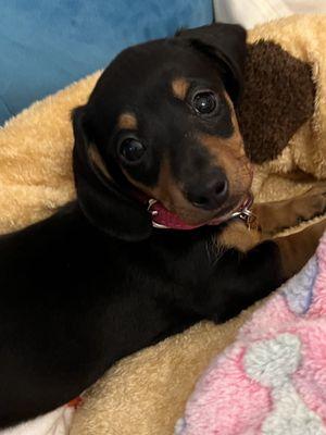 Three D's Miniature Dachshunds Breeder Puppies