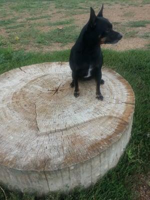 Meg catching her breath on one of the 3 large log stumps.