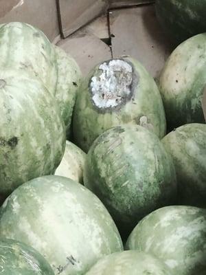 Rotten molded watermelon