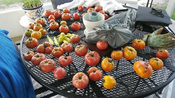 Fresh tomatoes