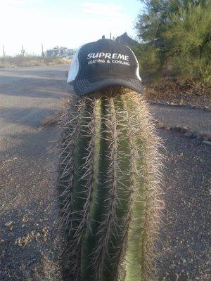 A hat on a cactus