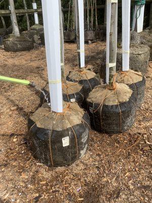 After digging and outside roots are shaved off, the rootball is tied with a square of burlap  on the top to keep the soil firm.