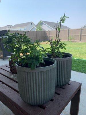 Roses in a pot