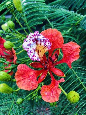 Royal poinciana