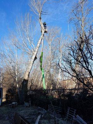 poplar tree remove in action