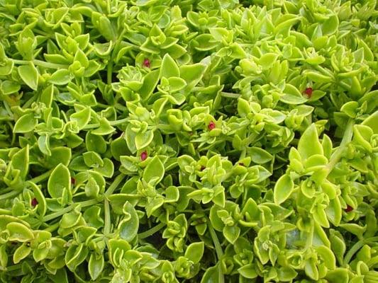 Aptenia cordifolia - Red Apple
 Groundcover
 Drought tolerant
 H under 6''
 Sun to Partial shade
 Attracts bees and butterflies