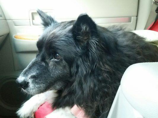 Belle after a visit & a bath... My Australian Shepherd was loved & taken good care of by everyone!