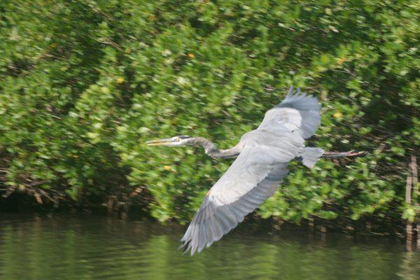 Another one of our beautiful birds who live in our area