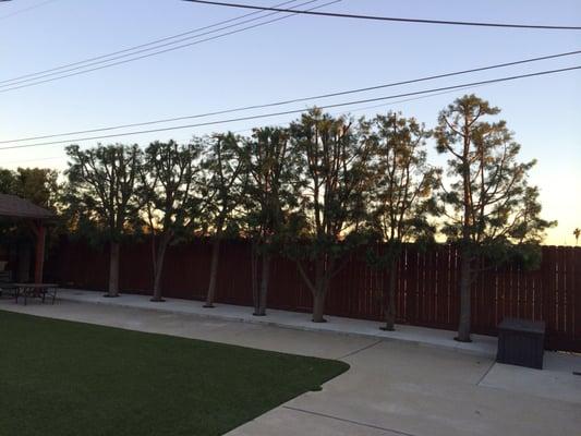 Cleaned up this beautiful backyard; topped and thinned out trees.