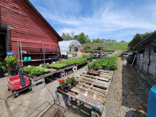 Dave's Veggies farm stand