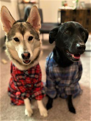 Dogs in Flannel